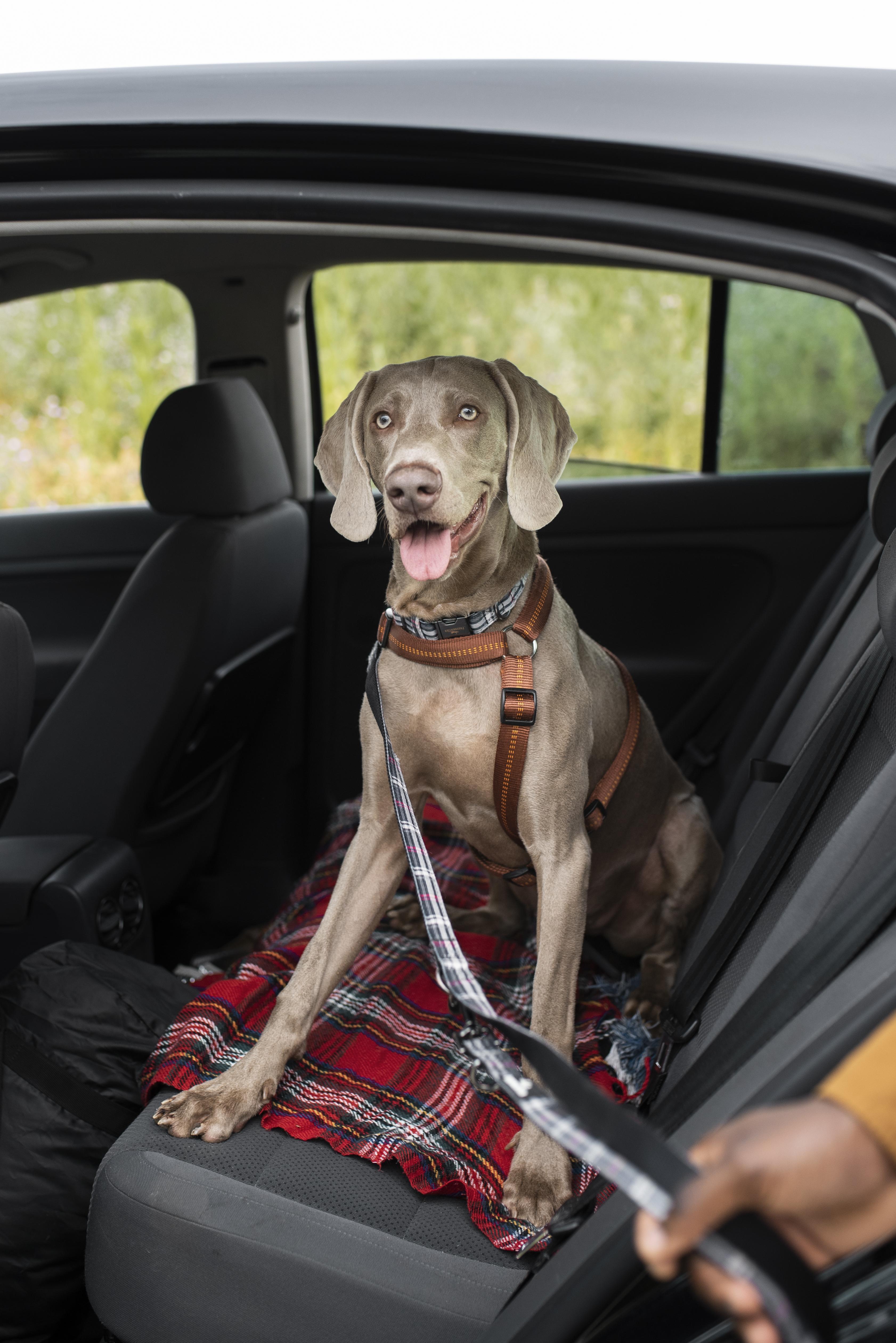 Pet car travel accessories collection cover with dog booster seat, rear seat protector, and clean car interior
